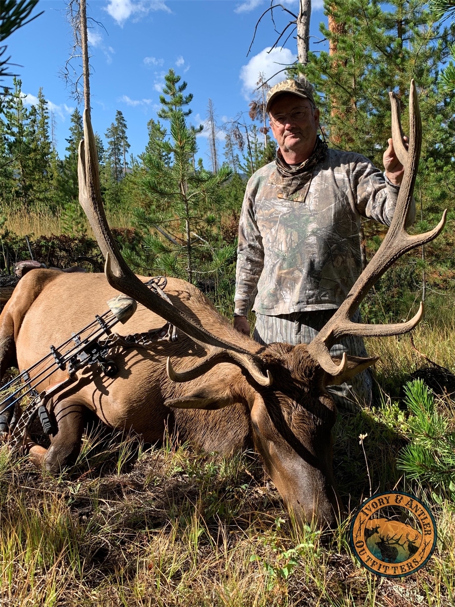 Elk Bowhunting in Colorado